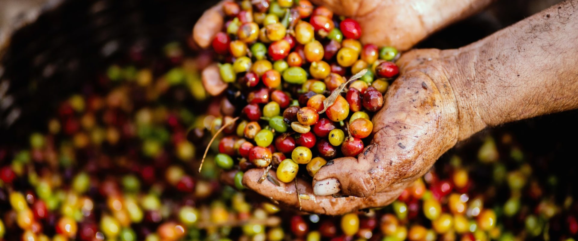 Where does coffee come from?