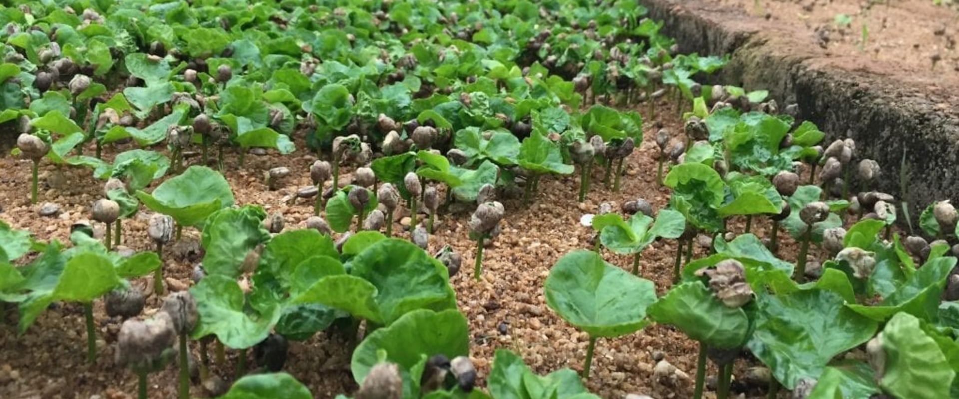 Can you grow coffee anywhere?