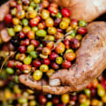 Where does coffee come from?